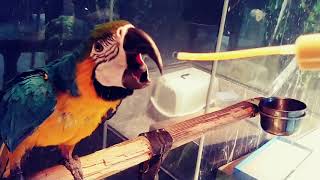 이유식먹는 성조 청금강