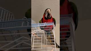 Playing with Mali the Harlequin Macaw