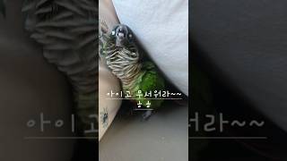 화내는데 귀여운 앵무새 #코뉴어#앵무새와함께살기 #parrot #사나움주의 #귀염뽀짝