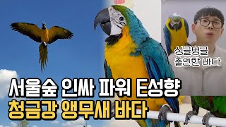 싱글벙글 서울숲 인싸 비행청(소년)금강 앵무새 바다