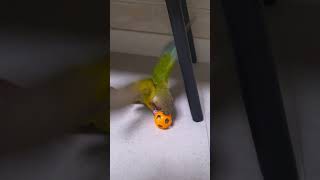 노는거 화난거:?#앵무새#코뉴어#나무