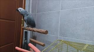 회색앵무새 우리 초롱이 옹알이를 많이 해요  ~~