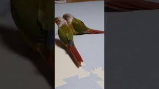 코뉴어 앵무새 일상