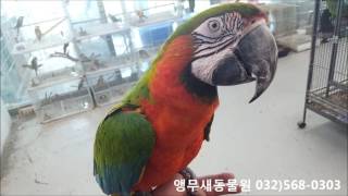 할리퀸마카우앵무새(Harlequin Macaws - H…