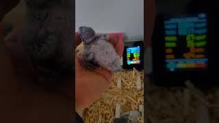 청금강, 한스마카우, 퀘이커, 사랑앵무 #birds #…