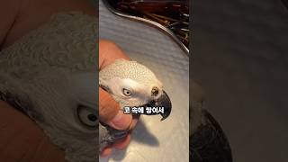 앵무새도 코딱지가 생긴다고요?