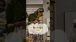 청금강&amp;아마존 ㅋㅎ