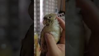 내 손바닥의 세입자 #birds #parrot #conure #코뉴어 #애교