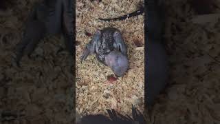 뉴기니아 와 마카우 뉴기니아 새끼 18일차 201905…