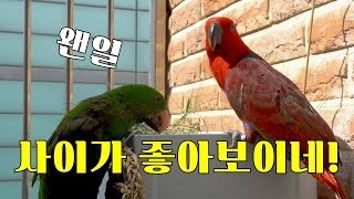 앵무새 일광욕 즐기기!