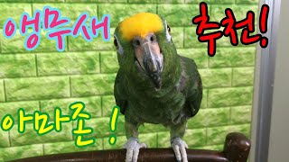 앵무새 추천! 아마존 앵무