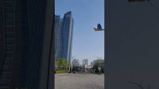 루카 운동시키기 #parrot #앵무새 #birds #animal  #animals #macaw #마카우 ##청금강