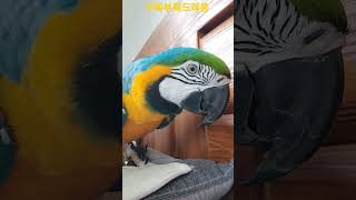 청금강앵무새 루카 근접촬영 #shorts