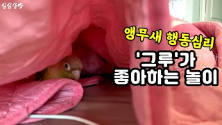 앵무새 '그루' 혼자서도 잘 놀아요~/파인애플코뉴어