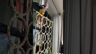 소망이의 일상(코뉴어)