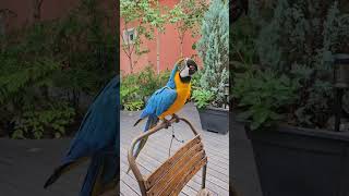 청금강 앵무새 춤