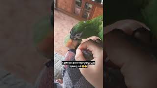 [모란앵무, 한스마카우] 쓰담을 방해하는 앵무새 #모란앵무 #한스마카우 #반려동물 #반려조 #귀여운동물 #앵집사 #animal #parrot #lovebird #hansmacaw