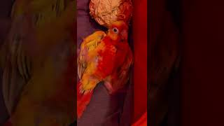 Peekapoo~ #parrot​​ #bird #short #ytshorts​ #viral​ #fyp #foryou #conure #viralshort #아기앵무새 #힐링 #코뉴어