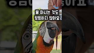 왕 큰 부리를 가진 앵무새가 물마시는 방법 ㅋㅋ #앵무…