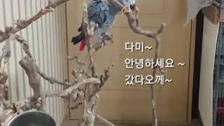 회색앵무새 다미 쑤~욱~