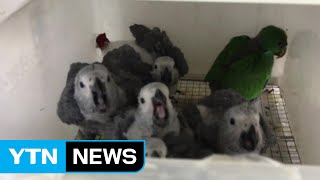 "1마리 3천만 원짜리..." 멸종위기 앵무새 10억 대 밀수 / YTN (Yes! Top News)