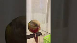 먹을때가 제일 이쁘다 잘 먹으니 이쁘네(코뉴어)