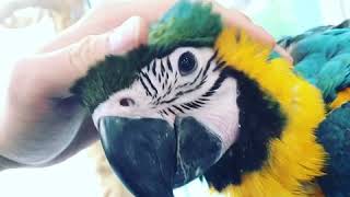 진영 앵무새마을 청금강 앵무새 체험하다