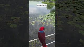 #parrot #뉴기니아앵무새 #첫 산책