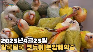 대구앵무새농장 코뉴어분양 예약중입니다 2025년4월25일영상