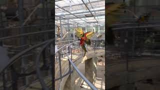 [경주버드파크 21화]-대형앵무새 날개가 이렇게 커???