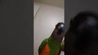 세네갈앵무새  안녕 안녕하세요