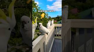 COCKATOO Joins the LINEUP!  #c…