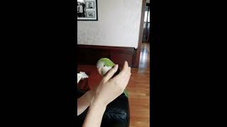 퀘이커 앵무새 전앵두가 까꿍하고 말해요