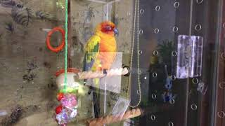 자고있는 썬코뉴어 몰래 찍기