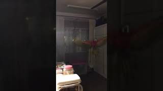 Qaseh the Harlequin Macaw