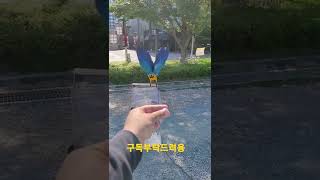 청금강앵무새 루카 호출 #shorts