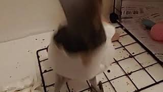 회색앵무이유식♥