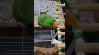 포악한 뉴기니아앵무새 우주 #shorts