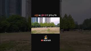 서울숲에 앵무새가 날아다녀요! 청금강 앵무새 바다 자유비행