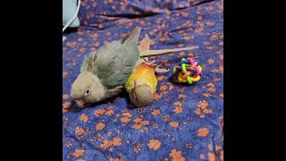 앵무 코뉴어 코코,루이.