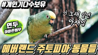 노래하고 말하는 아마존앵무부터 너무예쁜 아기고니 미오,…