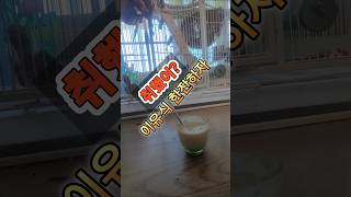 이유식 환장하는 코뉴어 앵무새 #한잔해 #취했어 #엎어 #다시