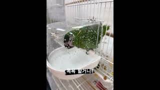 목욕하는 네오 #parrot #birds #birdslover #앵무새 #한스마카우