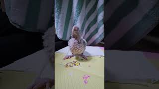 이제 좀 컸다고 숟가락 이유식합니다^^ #이유식 #이유조 #앵무새  #아기새 #코뉴어 #분양 #입양