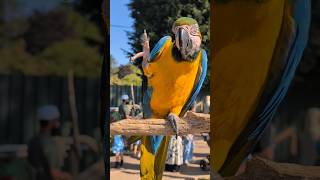 Wave at the parrot. Don’t be r…