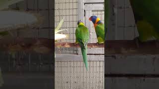 처음 먹어 보는 찰 옥수수