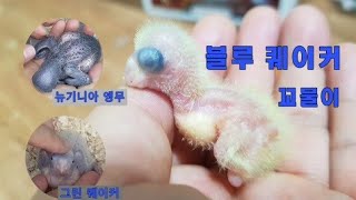 블루 퀘이커 앵무새 부화