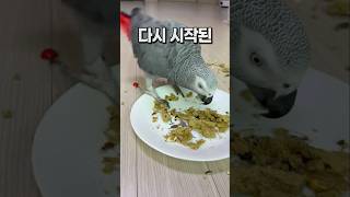 앵무새 홈메이드 알곡바 오감놀이  회색앵무 잠바  #반려동물  #birds #parrot