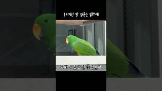 [지구] 졸리지만 말 잘 듣는 앵무새 / 대답은 잘 해…