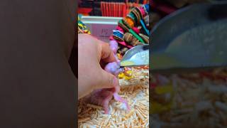 청금강 앵무새예요 #birdslover #parrot …